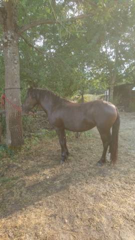 Poney b femelle