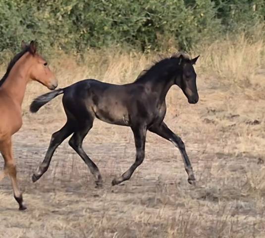 Top poulain noir de dressage