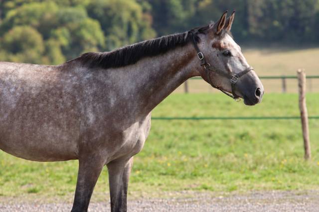 à vendre - marquis de st ladre - hongre de 4 ans