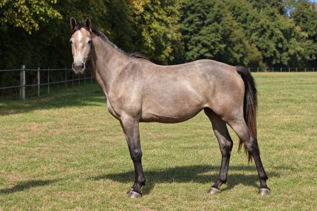 à vendre - nacre de st ladre - jument de 3 ans 