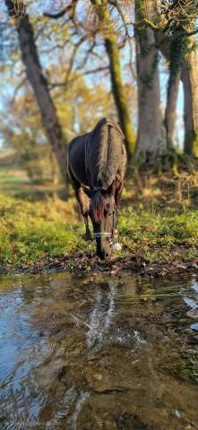 Cheval à vendre
