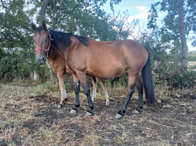 Plusieurs trotteuses pour porteuses