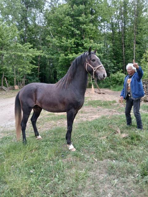 Vends naji de pisterotes, poulain barbe plein papiers