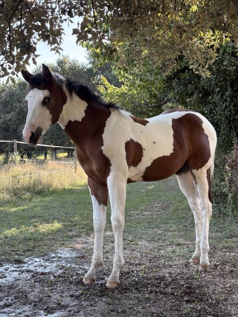 Paint horse apha et sire