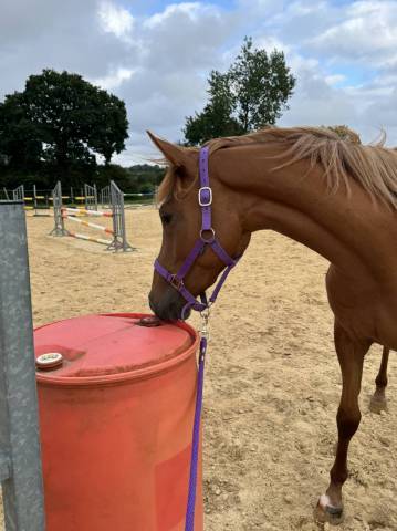 Jeune cheval anglo-arabe 