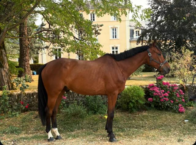 Le cheval qui donne confiance : lovely boy ad