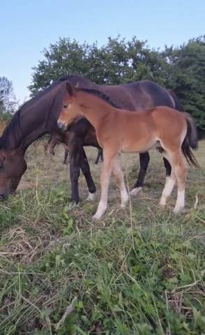 Foal male par jogry d’odival