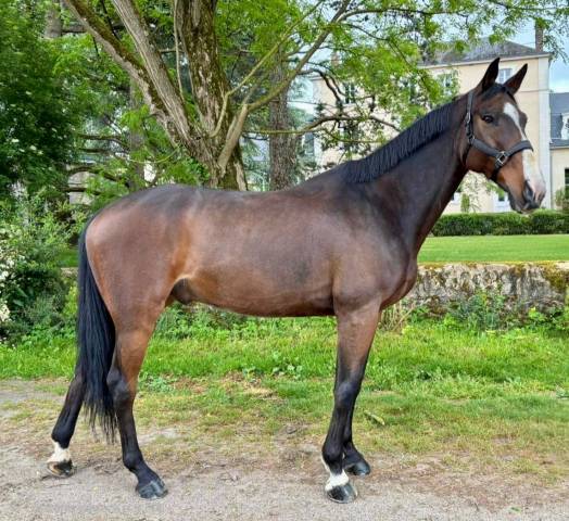 Cheval de sport pour débuter en cso amateur