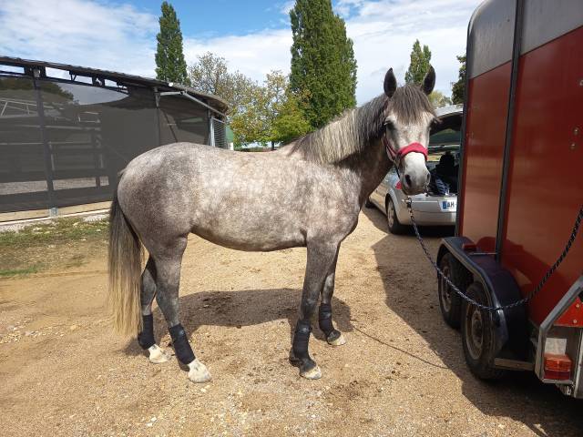 Ponette connemara pp - 5 ans - 1m48 - mental en or