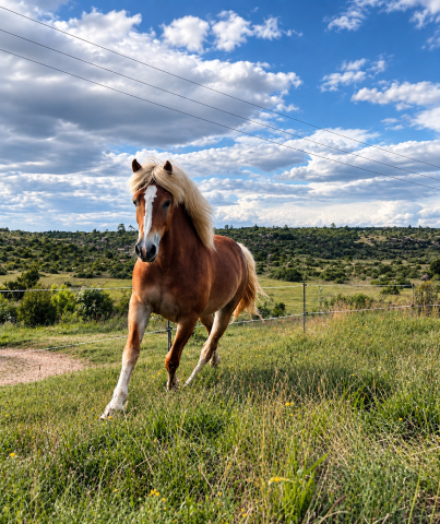 Poney hongre haflinger pp