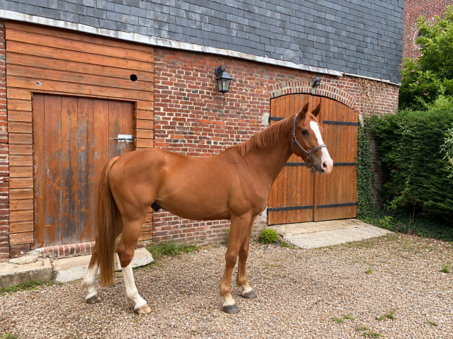 Hongre 4ans x marius claudius x le tot de semilly