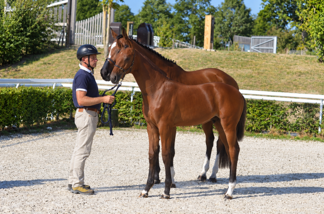 Poulain - selle français - 2026 - dressage - france