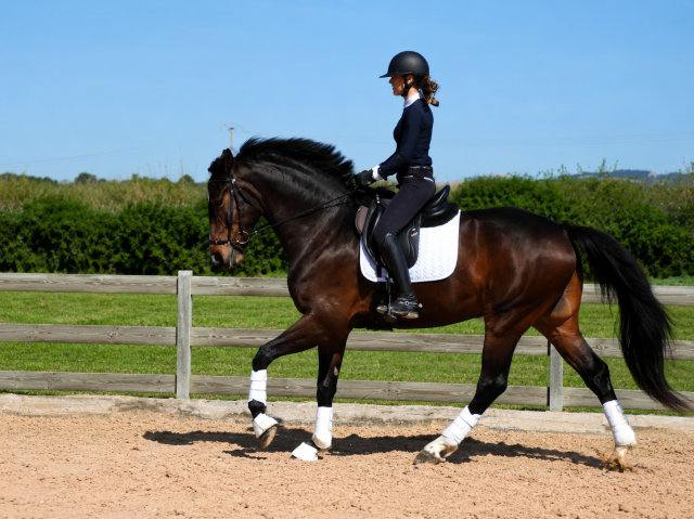 Hongre - cde - 4 ans - dressage - france