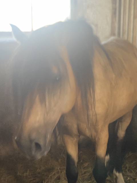 Direct elevage, poney abcd  3,4 et 5ans ans