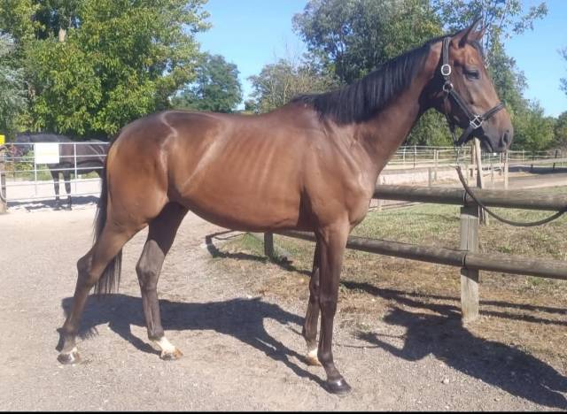 Hongre 3 ans cross - cso - dressage - top exterieur