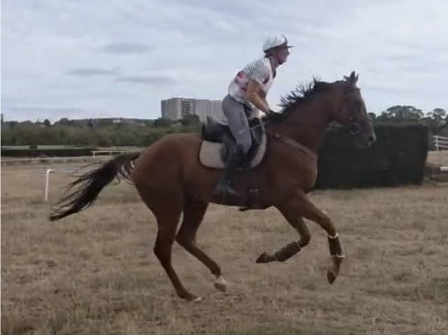 Hongre 4 ans polyvalent 170