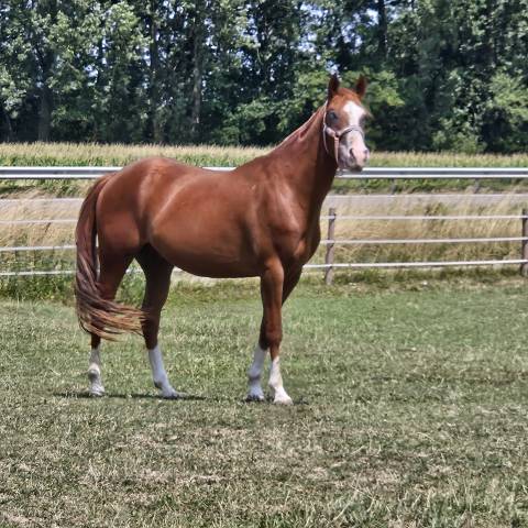 Quarter horse hongre