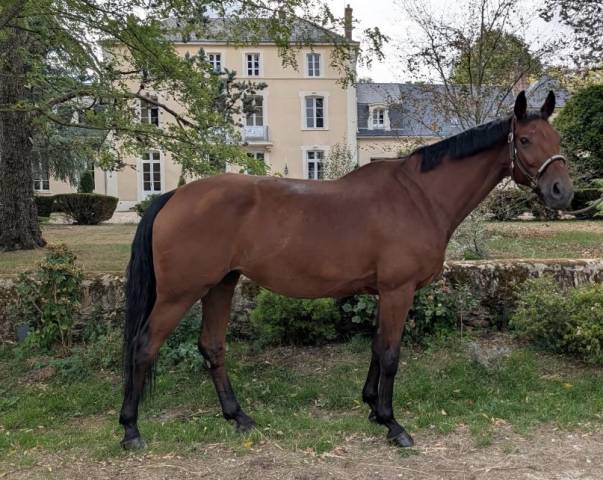 Jument hanovrienne de dressage - prête am2 gp 