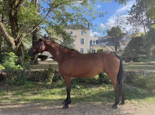 Jument hanovrienne de dressage - prête am2 gp