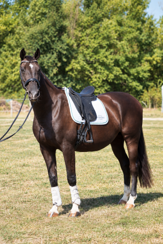 Jument - kwpn - 11 ans - dressage - france