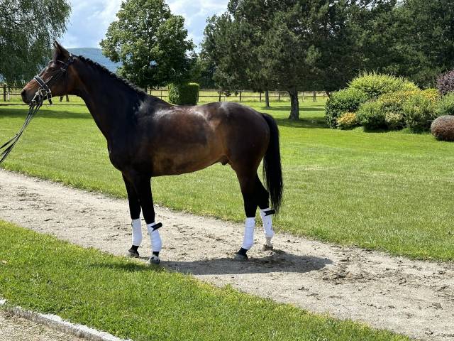 Hongre - kwpn - 14 ans - dressage / psg - france