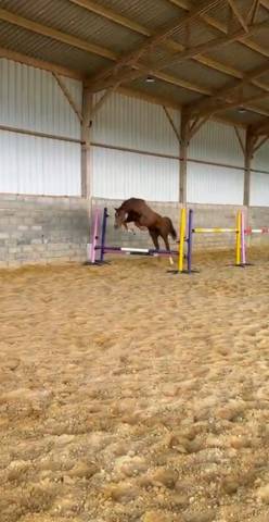 Cheval 3ans