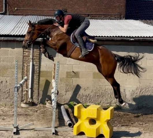 Splendide jument 6 ans, sbs, +- 1m62