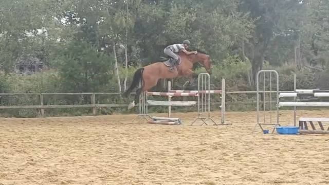 Magnifique hongre 4 ans à fort potentiel 