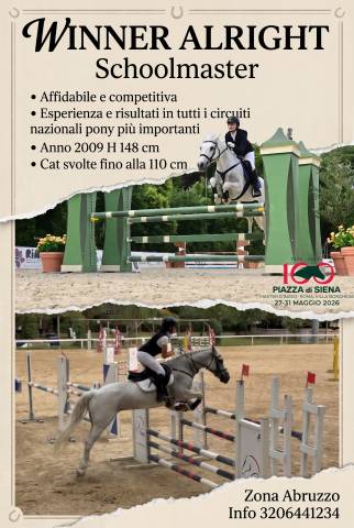 Jument welsh poney (section d), welsh cob a vendre 2009 gris