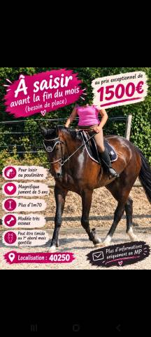 Magnifique jument plus d'1m70