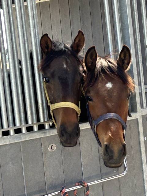 Pension chevaux