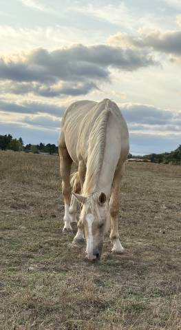 Palomino 2024– origines quidam de revel – cso – 1m65