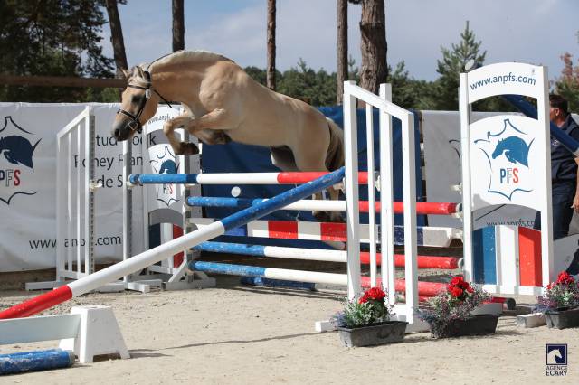 Hongre - fjord - 3 ans - cso- cce- dressage - france 