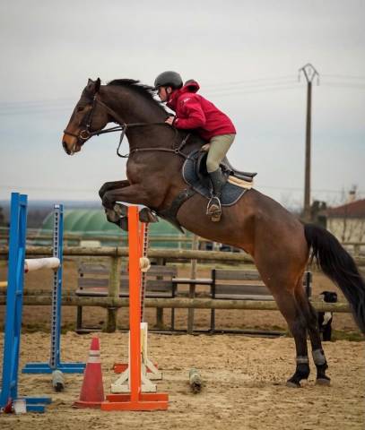 Hongre-selle français-9 ans-cso-cce-dressage-france