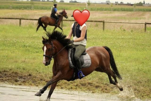 Poney de sport 
