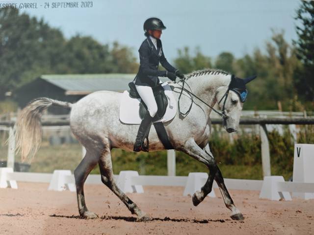 Cheval pre plein papier