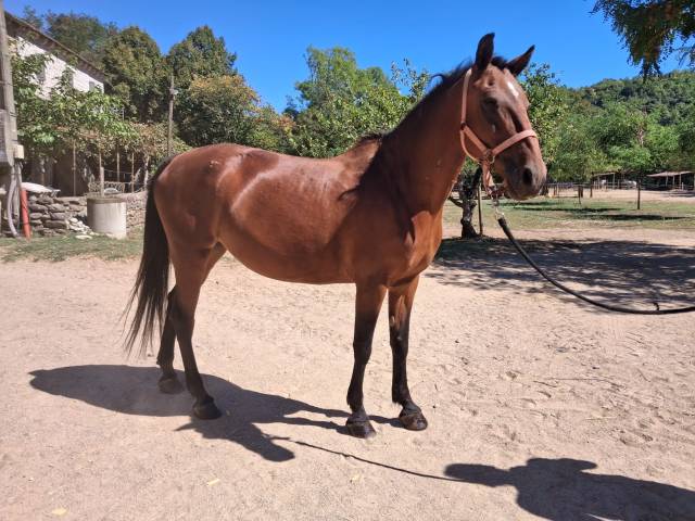 Cheval de club 