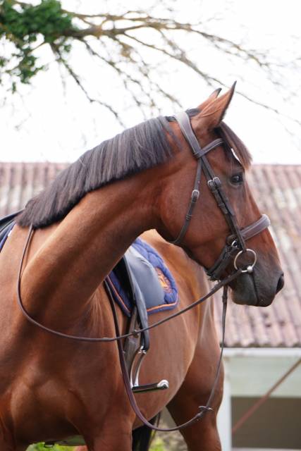 Jument - selle français - 4 ans - cso - hunter - france