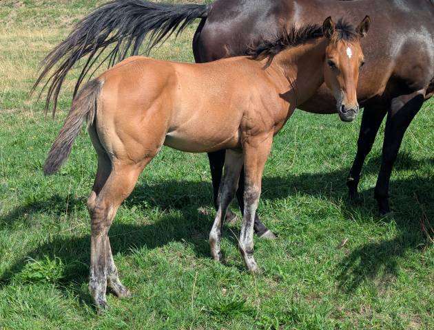 Pouliche quarter horse dun 96% fondation