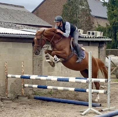 Jolie jument 4 ans, +-1m67, origine conthargos