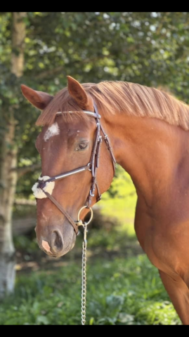 Cheval 5 ans holsteiner