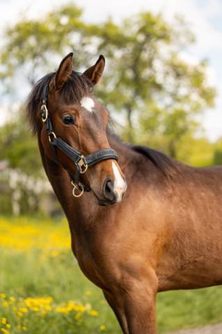 Pouliche - sbs - 1 an - dressage - france
