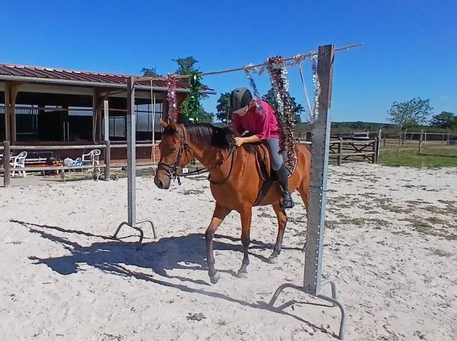 ponette d 3 ans 145 cce cso trec endurance