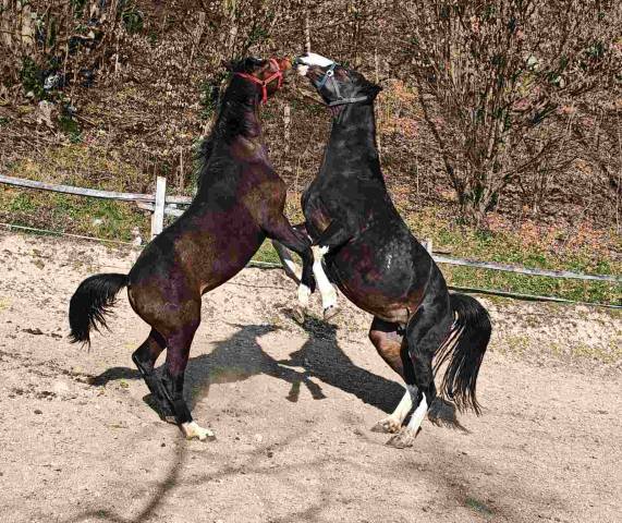 à vendre – jeune étalon kwpn × trakehner