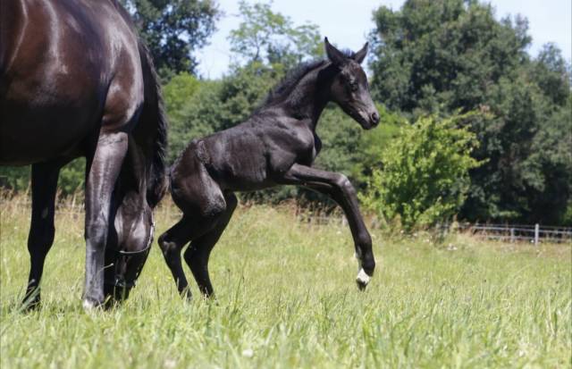 Pouliche - cdf - 2026 - dressage - france