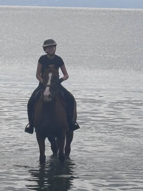 ⭐ hongre oc 13 ans – 1,68 m – expérience amateur 3 – ch