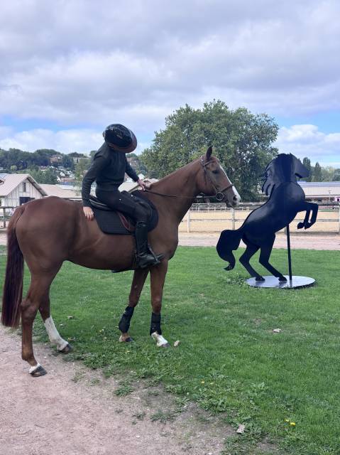 ⭐ hongre oc 13 ans – 1,68 m – expérience amateur 3 – ch