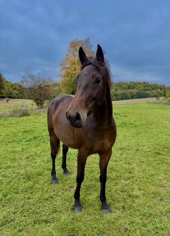 Cheval 