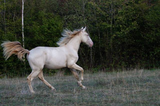 Pand’or des aad – poulain lusitanien oc – 18 mois