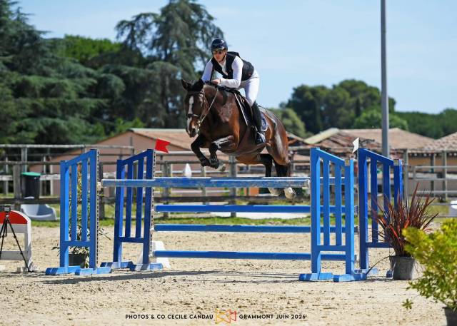 A vendre jument 8 ans par lauterbach/ideal de la loge
